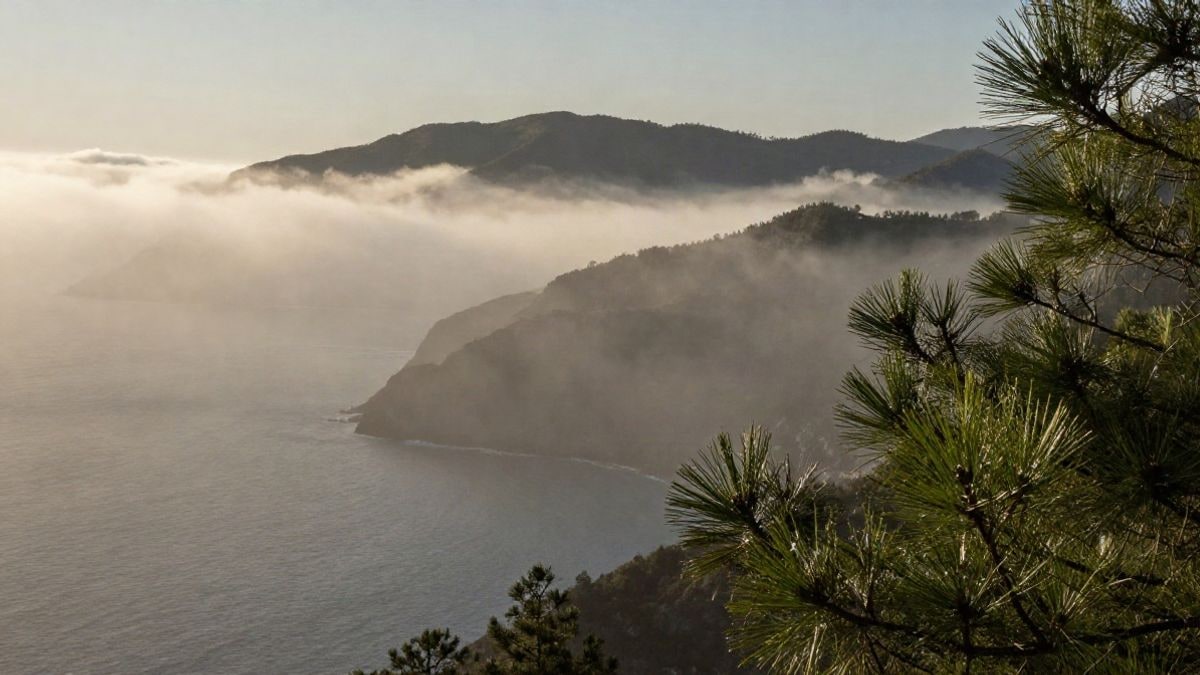 Imagen ilustrativa: niebla marina avanzando hacia un bosque de pinos al amanecer, con gotas de agua en las acículas.