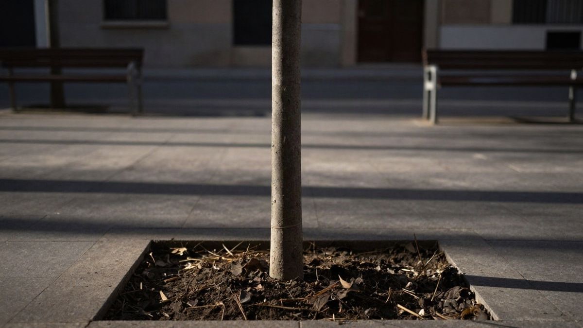 Illustrative image: a young tree newly planted in an urban square with stone pavement
