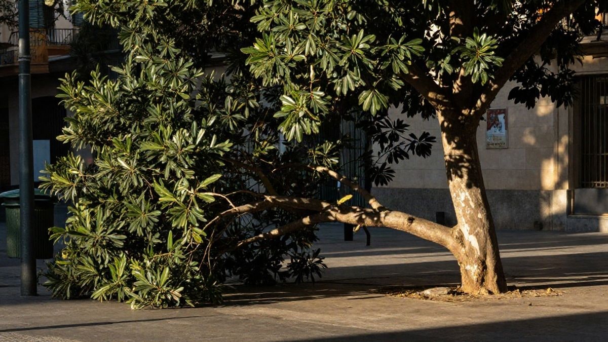 Illustrative image: fallen branch of a large Ficus on an urban sidewalk next to a rubbish container.