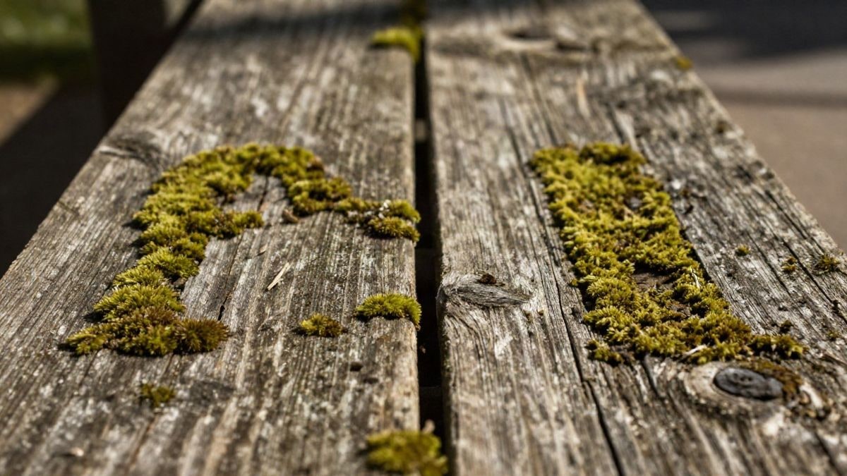 Imagen ilustrativa: detalle de madera envejecida con musgo en las grietas