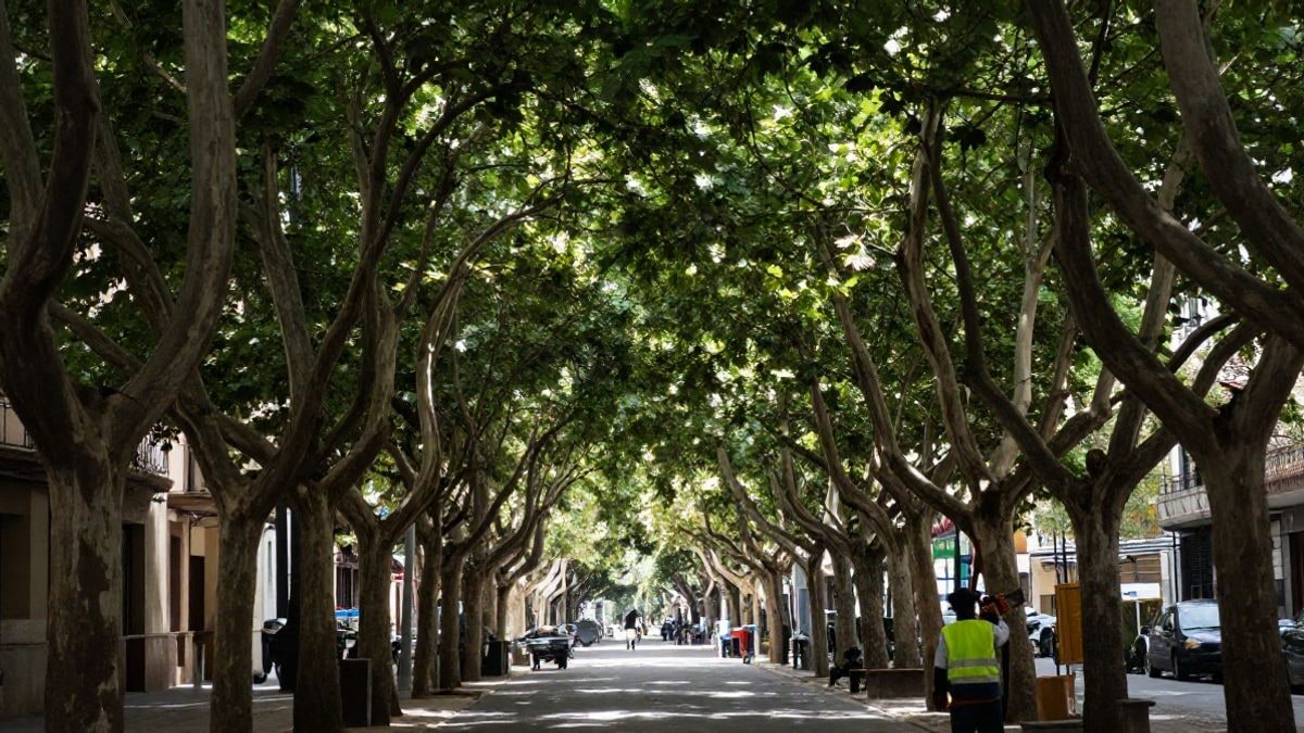 Imagen ilustrativa: avenida arbolada de una ciudad española con un trabajador municipal podando ramas a contraluz.