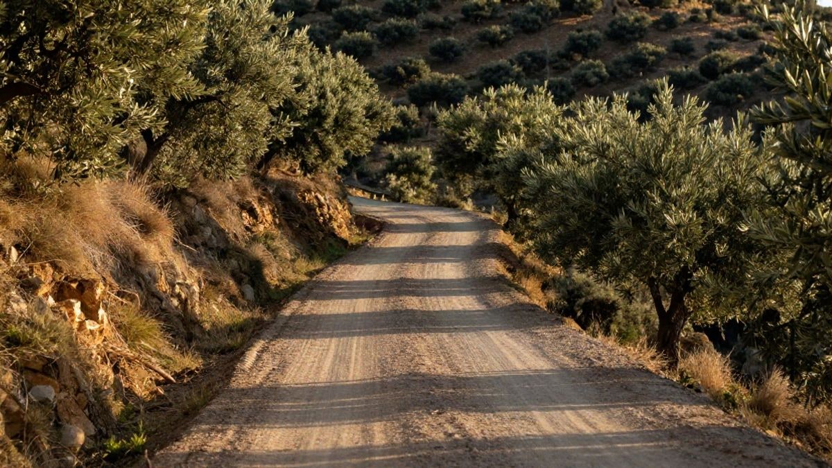 Imagen ilustrativa: camino rural estrecho entre pendientes y cultivos de secano al atardecer