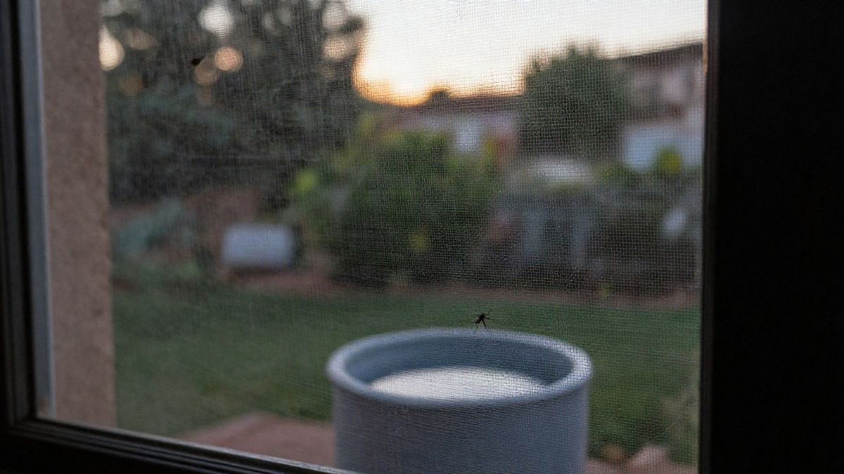 Imagen ilustrativa: mosquitera en una ventana iluminada por el atardecer