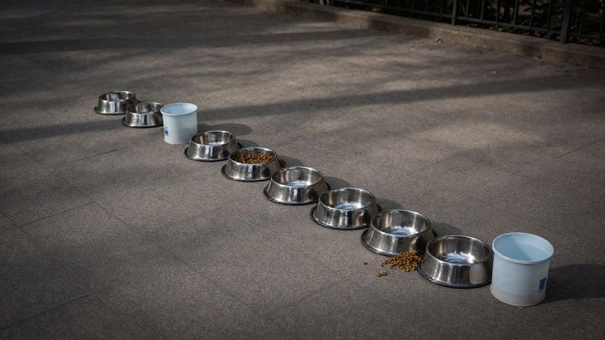 Illustrative image: aerial view of metal feeders and waterers for cats in an urban area