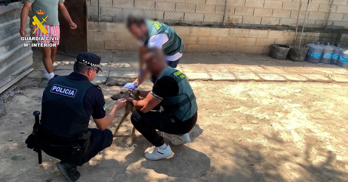 Four individuals arrested for the theft and mistreatment of greyhounds in Seville