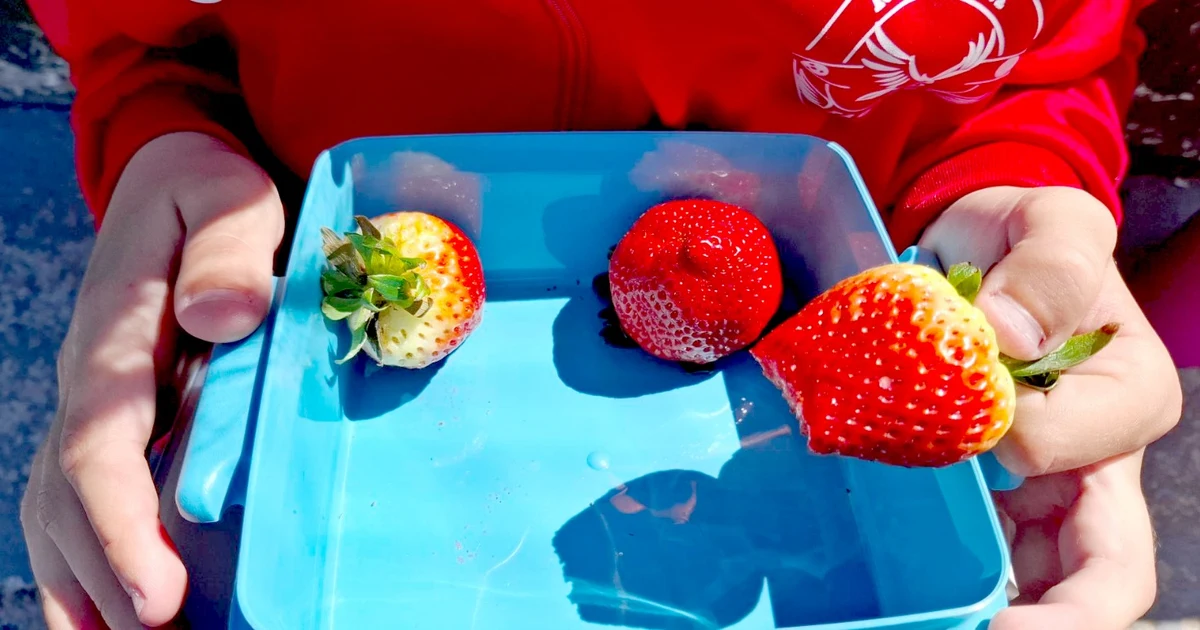 Málaga se beneficia del Programa Escolar de Frutas, Hortalizas y Leche