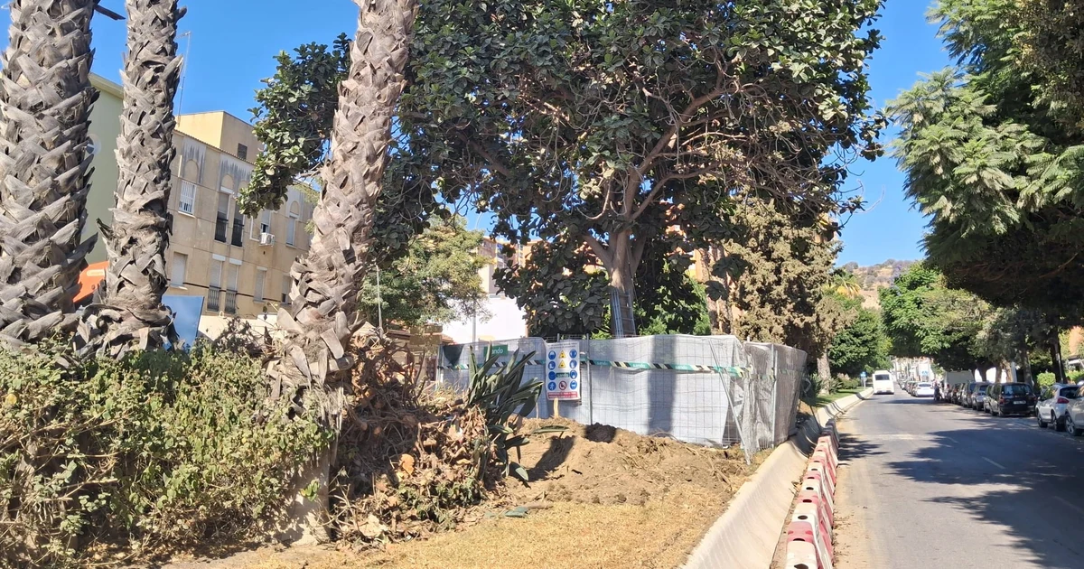 El Metro de Málaga trasplantará un ficus singular en Arroyo de los Ángeles