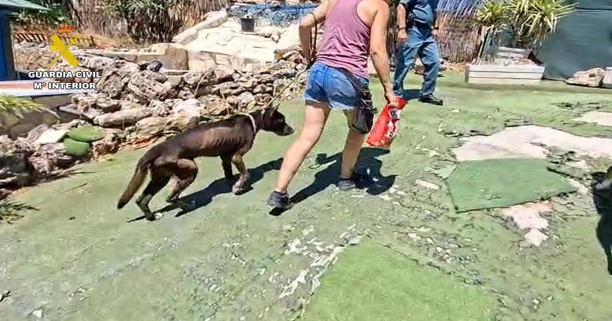 Investigated for animal abuse at a dog school in Navalcarnero