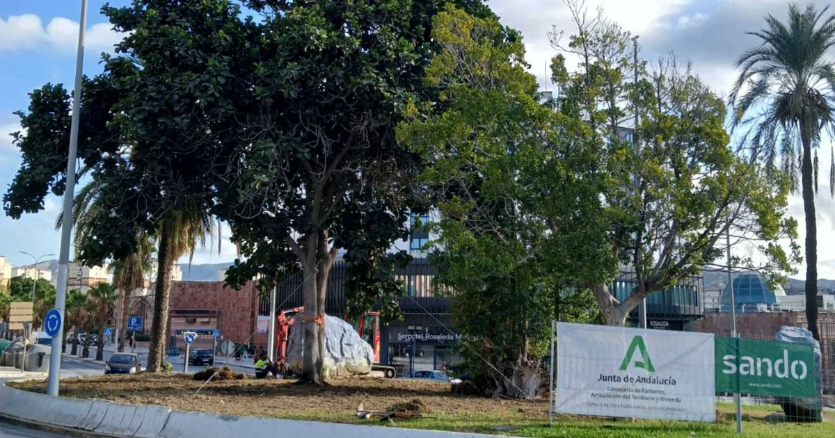 Culminación del trasplante del ficus singular en el Metro de Málaga