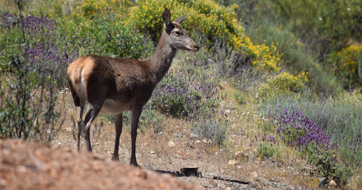 La Junta de Andalucía muestrea más de 1.000 ejemplares de fauna silvestre