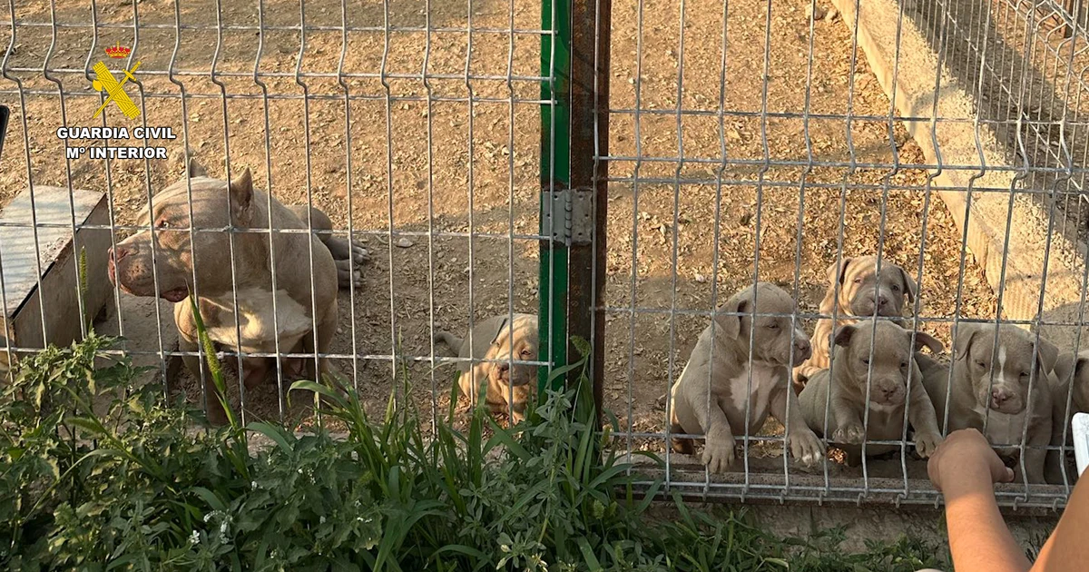 La Guardia Civil detiene a 14 personas por comercializar perros con amputaciones ilegales en Málaga