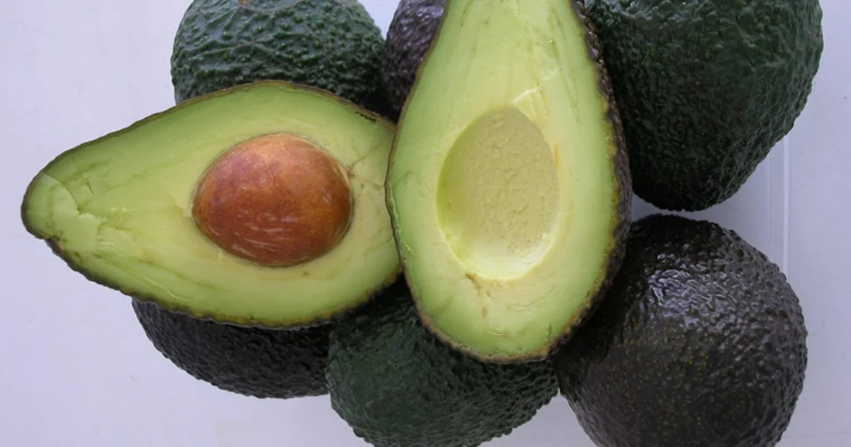 La producción de aguacate en Andalucía crece un 45% en 2025-2026
