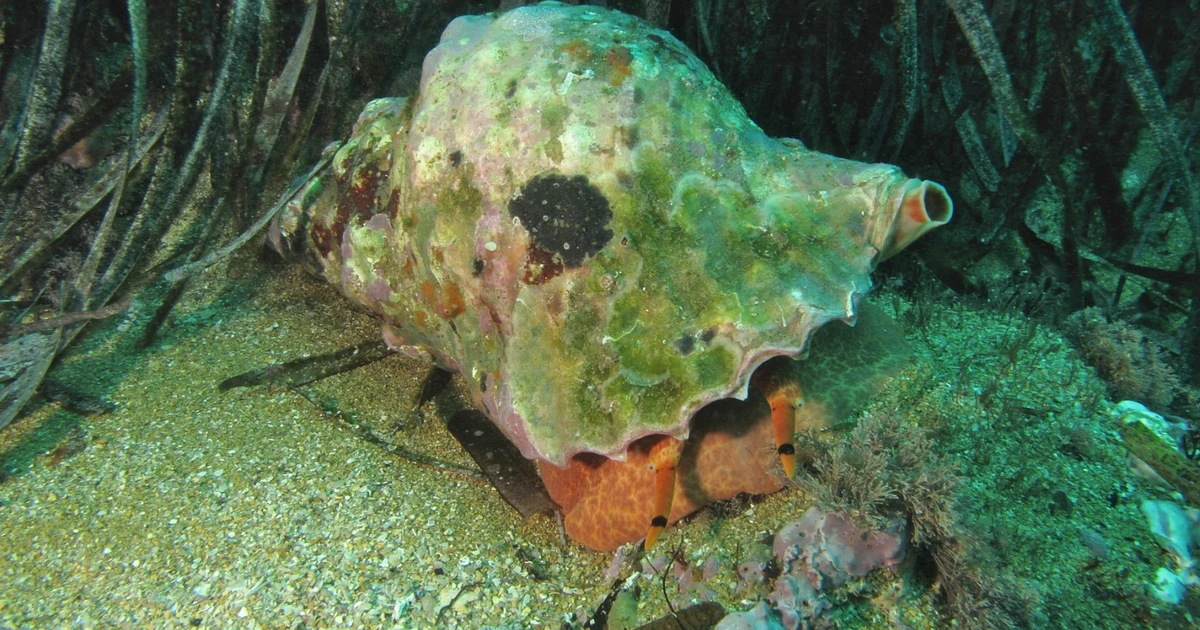 Málaga records 20 reports of illegal shellfishing of protected species in 2025