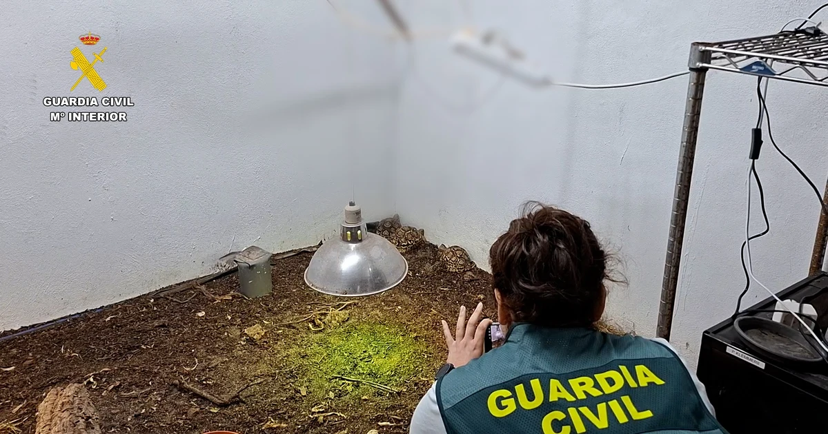 The Civil Guard arrests three people for reptile trafficking in Valencia